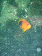 Amphiprion ephippium