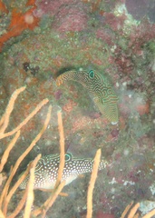 Canthigaster petersii