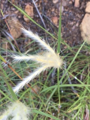 Bothriochloa springfieldii