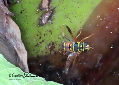 Meromacrus gloriosus