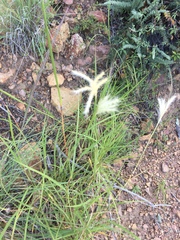 Bothriochloa springfieldii