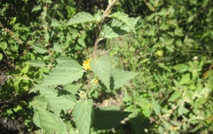 Malvastrum bicuspidatum