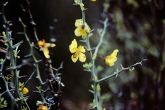 Parkinsonia texana