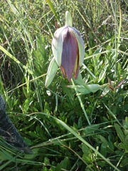 Calochortus hartwegii