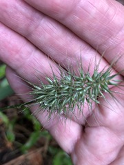 Echinopogon caespitosus
