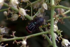 Cochliomyia