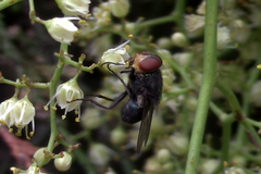 Cochliomyia