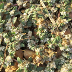 Guilleminea densa