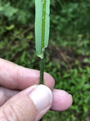 Echinopogon caespitosus