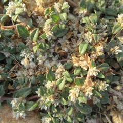 Guilleminea densa