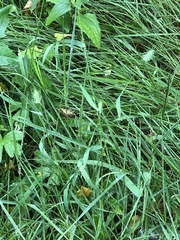 Echinopogon caespitosus