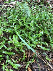 Echinopogon caespitosus