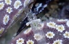 Palaemon intermedius