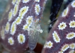 Palaemon intermedius