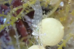 Palaemon intermedius