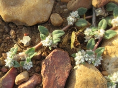 Guilleminea densa