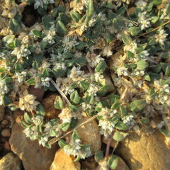 Guilleminea densa