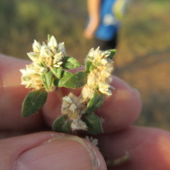 Guilleminea densa
