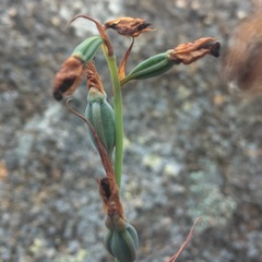 Calochilus campestris