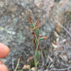 Calochilus campestris