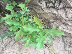 Quercus gravesii