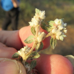 Guilleminea densa