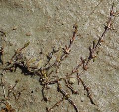 Crassula sinclairii