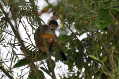 Black Squirrel Monkey photo 2