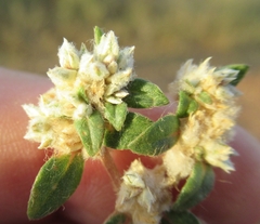 Guilleminea densa