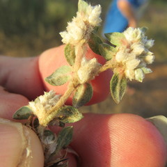 Guilleminea densa