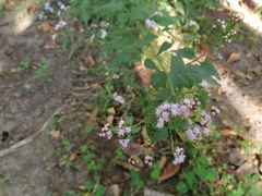 Fleischmannia pycnocephala