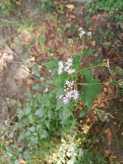 Fleischmannia pycnocephala