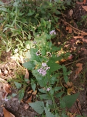 Fleischmannia pycnocephala