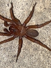 Myrmekiaphila comstocki