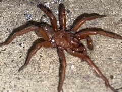 Myrmekiaphila comstocki