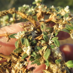 Guilleminea densa