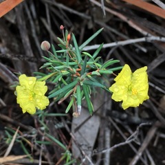 Hibbertia acicularis