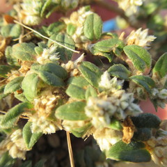 Guilleminea densa