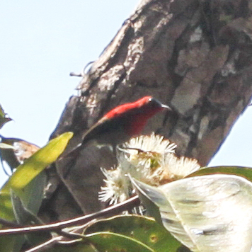 Crimson Sunbird (Aethopyga siparaja), photo 4