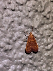 Arta epicoenalis