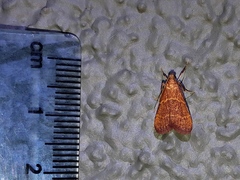 Arta epicoenalis