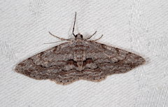 Didymoctenia exsuperata