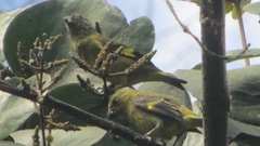 Spinus xanthogastrus