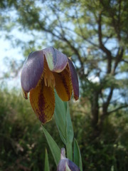Calochortus hartwegii