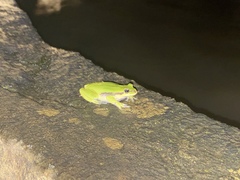 Dendropsophus luddeckei