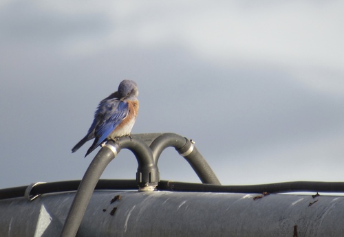 Western Bluebird photographed in Oregon