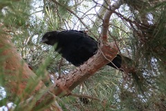 Corvus brachyrhynchos