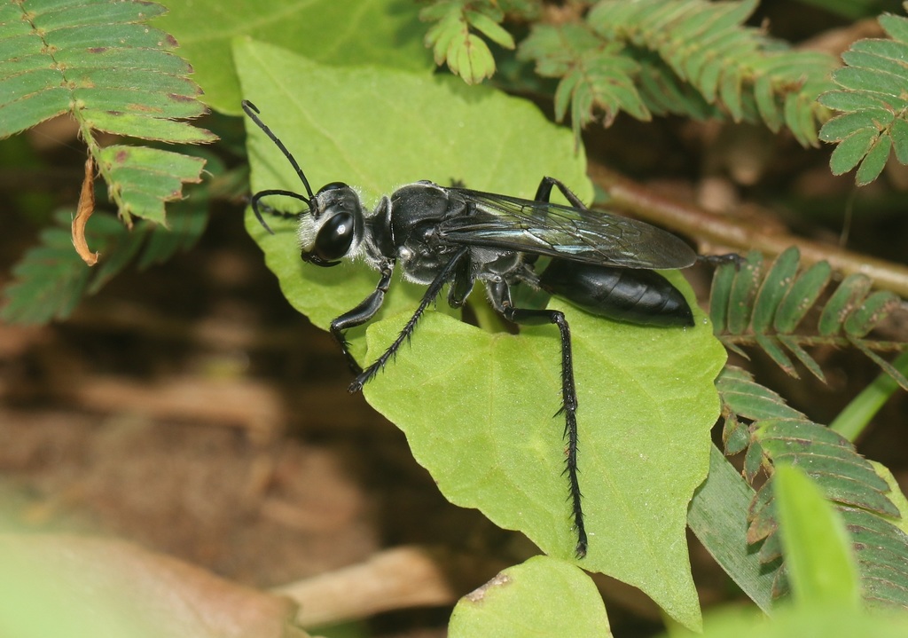 Sphex argentatus