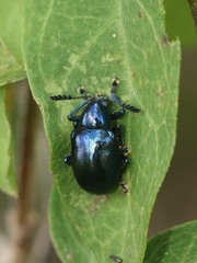Platycorynus