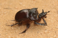 Heliocopris bucephalus